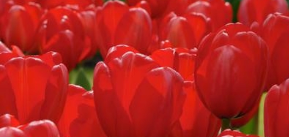 5 Tulipa Darwin Hybrid 'Red Impression' Starter Bulbs. Loves Full Sun. For Fall Planting.