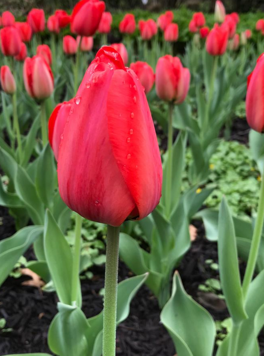 5 Tulipa Darwin Hybrid 'Red Impression' Starter Bulbs. Loves Full Sun. For Fall Planting.