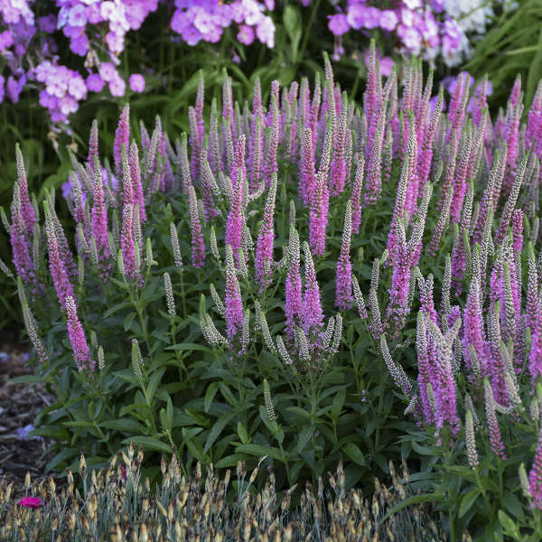 Walters Gardens, Inc. / Veronica 'Pink Potion'