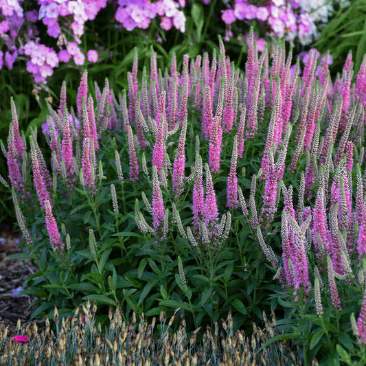Walters Gardens, Inc. / Veronica 'Pink Potion'