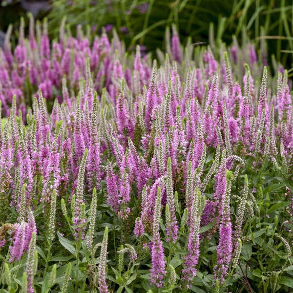 Walters Gardens, Inc. / Veronica 'Pink Potion'