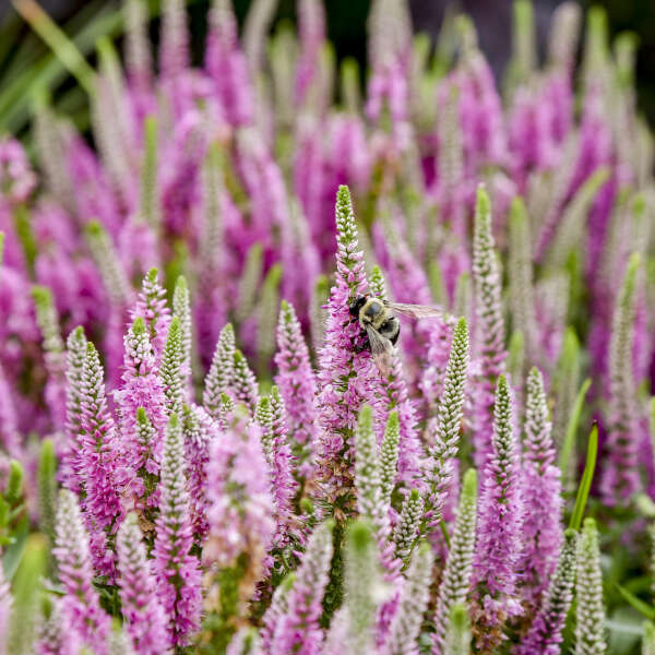 Walters Gardens, Inc. / Veronica 'Pink Potion'