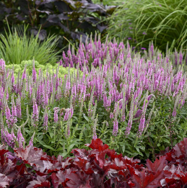 Walters Gardens, Inc. / Veronica 'Pink Potion'