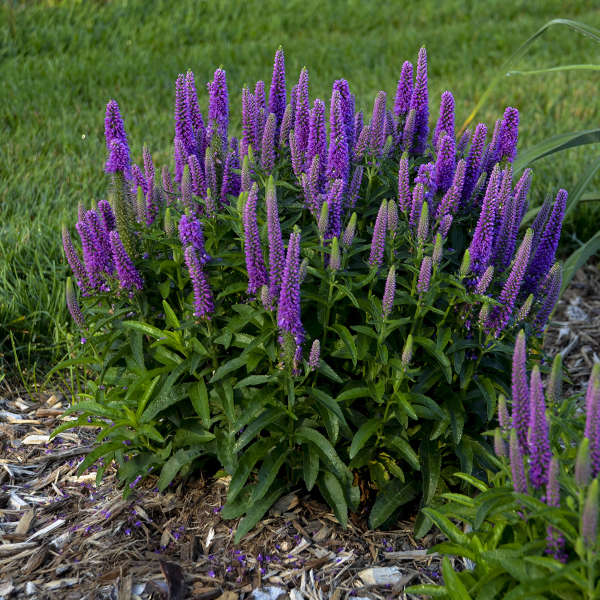 Walters Gardens, Inc. / Veronica 'Purple Illusion'