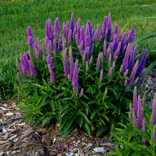 Walters Gardens, Inc. / Veronica 'Purple Illusion'