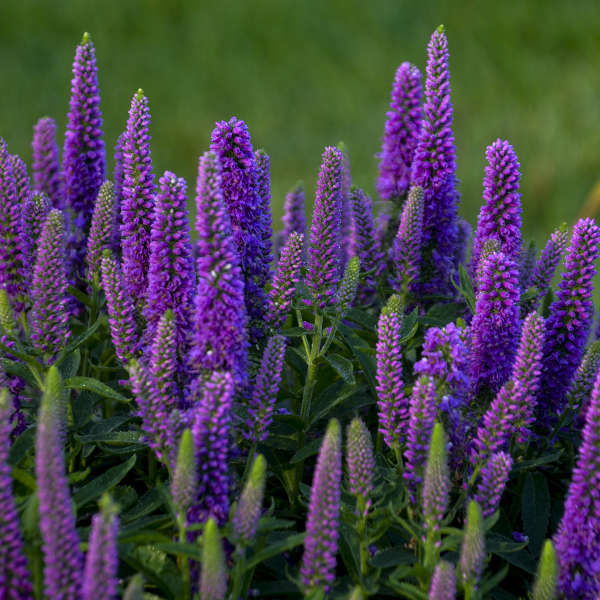 Walters Gardens, Inc. / Veronica 'Purple Illusion'