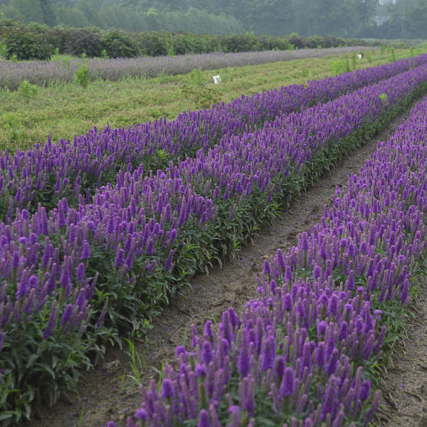 Walters Gardens, Inc. / Veronica 'Purple Illusion'