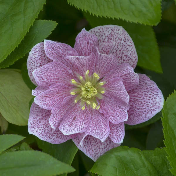 Wedding Crasher Lenten Rose Perennial. Impressive Strength, Vibrant Hues.