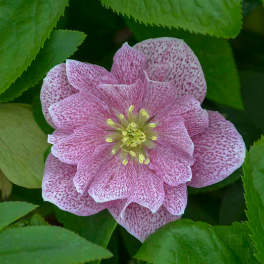 Wedding Crasher Lenten Rose Perennial. Impressive Strength, Vibrant Hues.