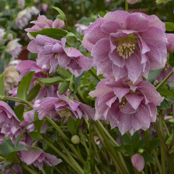 Wedding Crasher Lenten Rose Perennial. Impressive Strength, Vibrant Hues.