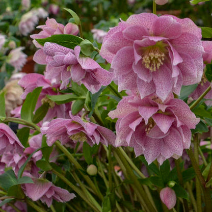 Wedding Crasher Lenten Rose Perennial. Impressive Strength, Vibrant Hues.