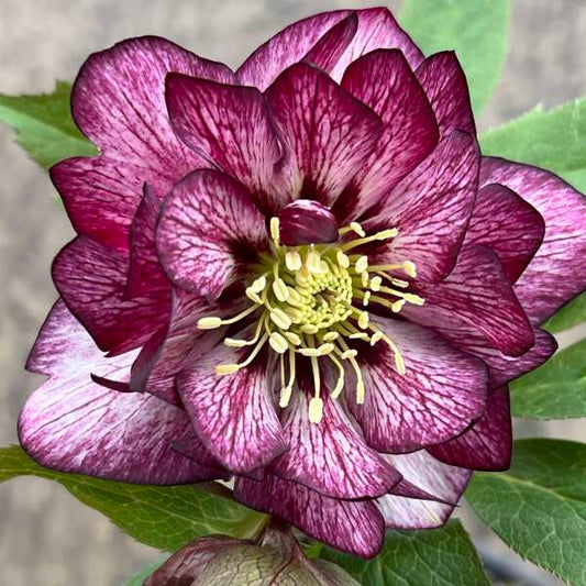 Helleborus 'Whirlwind Romance' Lenten Rose Rare Flowering Perennial. Great Roots.