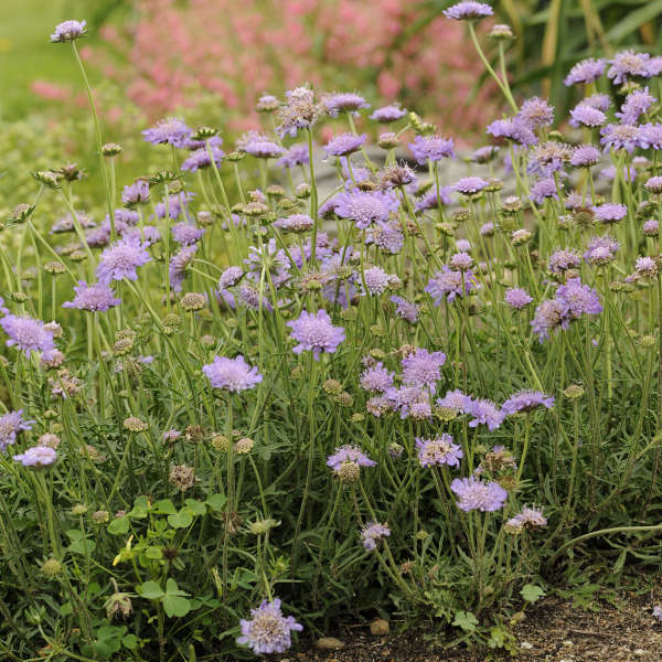 Scabiosa  'Butterfly Blue'