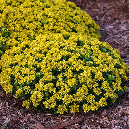 Walters Gardens, Inc. / Sedum 'Little Miss Sunshine'