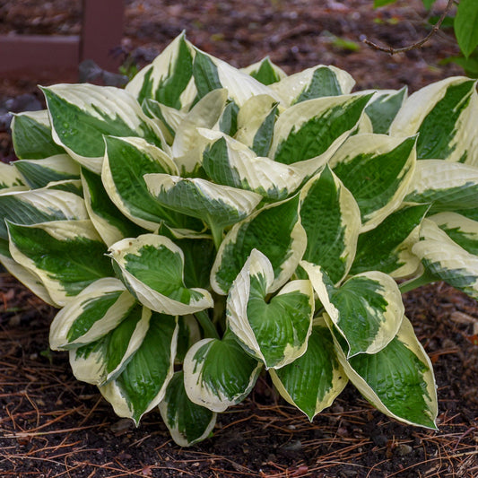 Live Patriot Starter Hosta