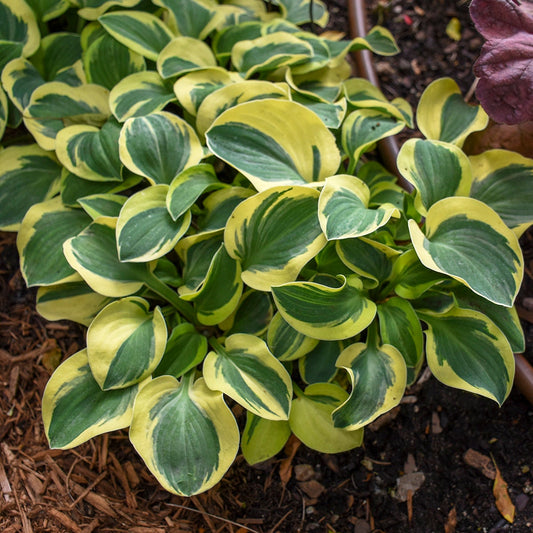 Mini Mighty Mouse Perennial Hosta. Super Cute. Starter Perennial Loves Shade. Perfect for a fairy garden