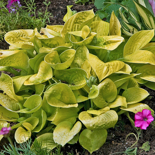 Live Maui Buttercups Starter Hosta. Beautiful Yellow Color. Great for Shady Area. Super Easy to Grow. Perfect Time To Plant.