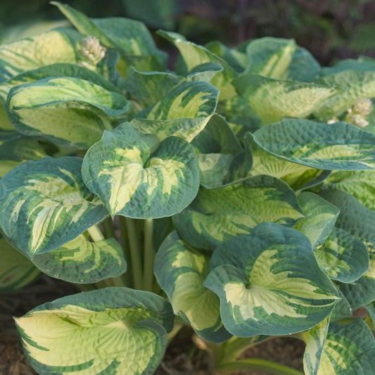 Rare Great Expectations Starter Hosta As Shown. Super Cool Colors. Loves Shade.