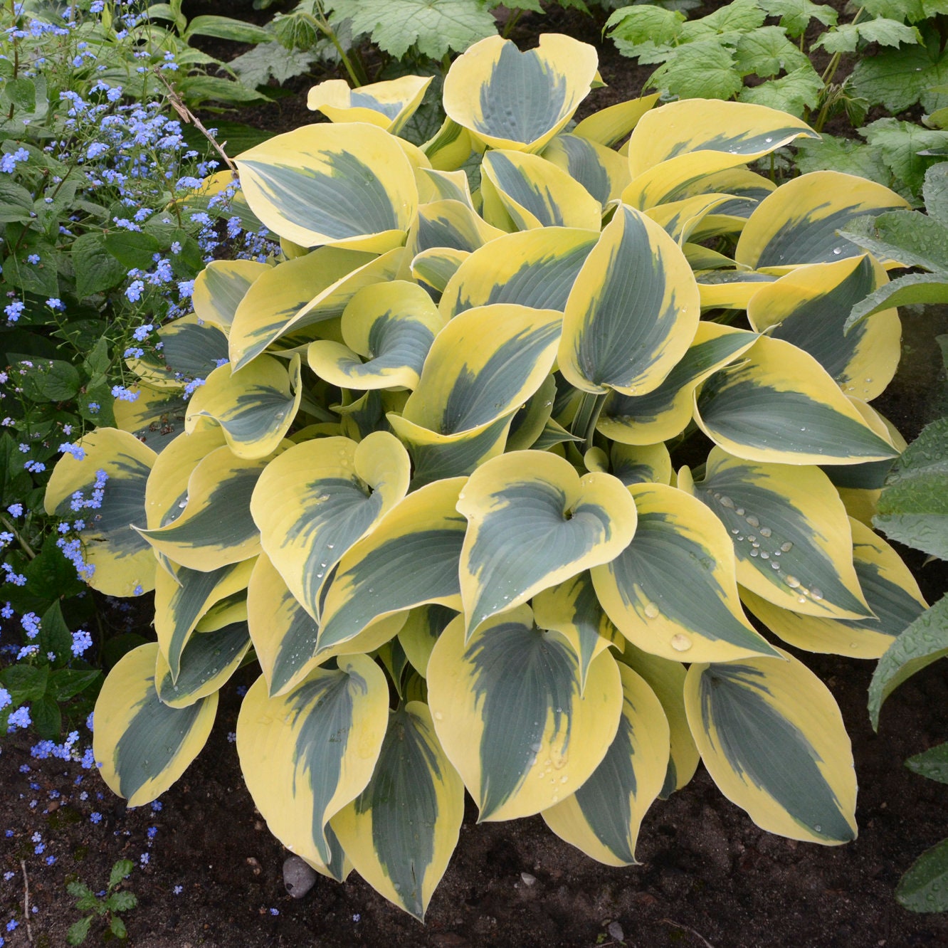 Autumn Frost Live Starter Hosta. Loves Shade. Super Easy to Grow. Super Cool. Ready for Spring Planting.