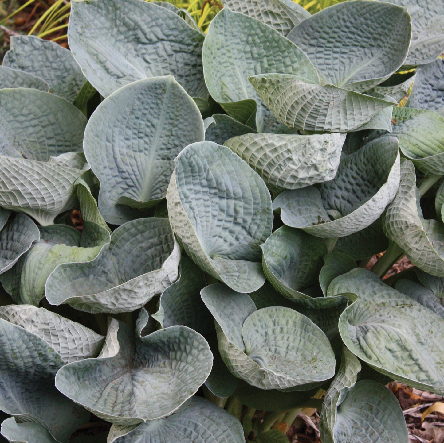 Big Daddy Live Hosta. Loves Shade. Super Easy to Grow. Super Cool. Ready for Spring Planting.