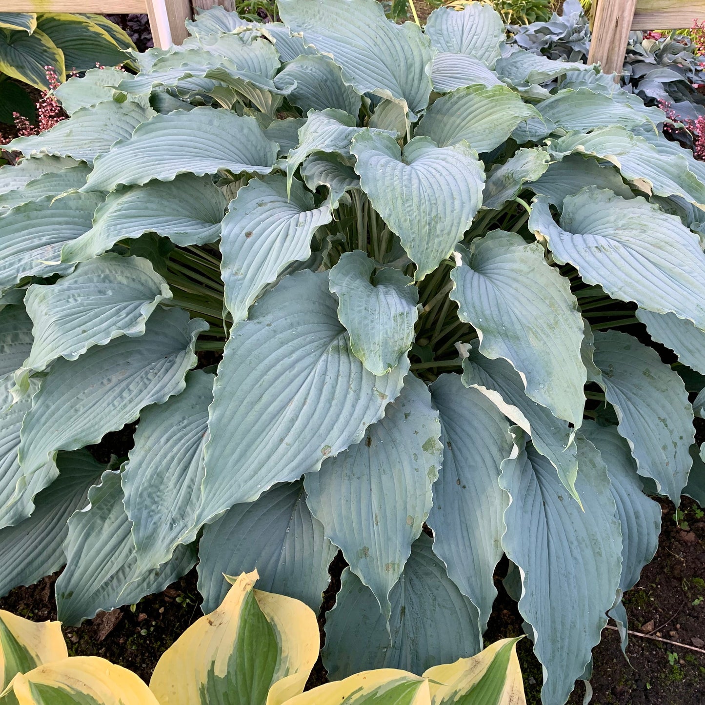 Wind Beneath My Wings Live Starter Hosta. Loves Shade. Super Easy to Grow. Super Cool. Ready for Spring Planting.