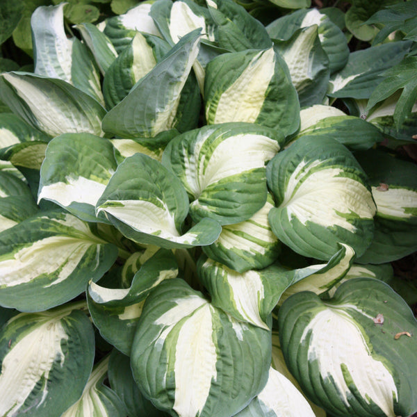 バスヒーター ホワイト・グリーン 2 Hosta 'Vulcan' Starter Perennials. Vigorous Sport of 'Captain