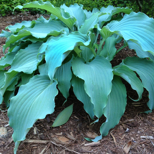 Large Neptune Blue Hosta. Stunning Color. Easy to Grow. Loves Shade.